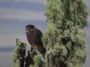 hawk perched in tree