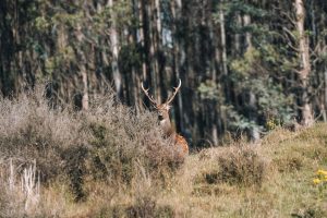 ruse deer hiding in poronui forest