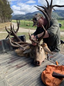 hunter harvesting deer