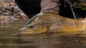 trout fishing in poronui