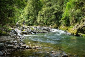 river in poronui to fish trout