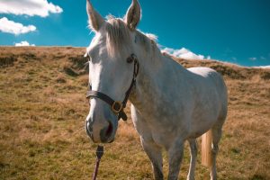 white horse